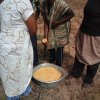 collecting maize for planting